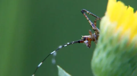 Grasshopper on yellow flower Stock Footage 878548