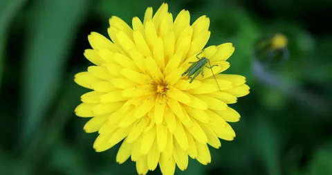 Grasshopper On Yellow Flower Stock Footage 151278218