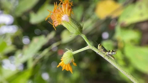 Grasshopper on yellow flower. Stock Footage 263887930