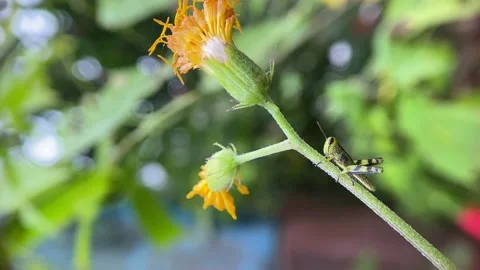 Grasshopper on yellow flower. Video stock 263887986