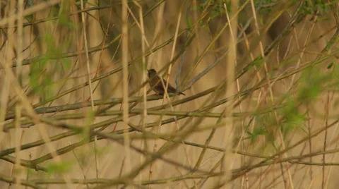 Grasshopper_warble Stock Footage 49162381