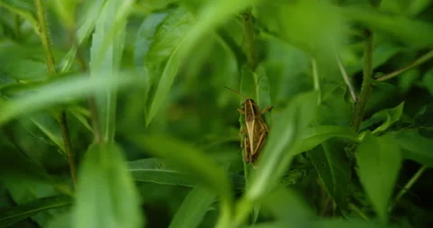 Grasshopperclimbs up a leaf Stock Footage 158697724