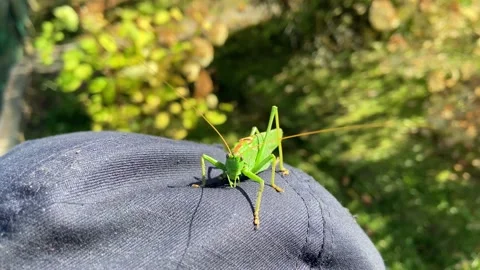 Grasshopper.meadow Stock Footage 233084286