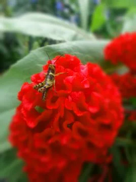 Grasshopperr Stock Illustration