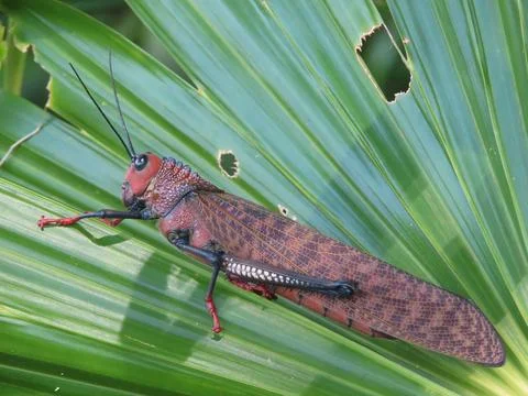 Grasshoppers 3 Stock Photos