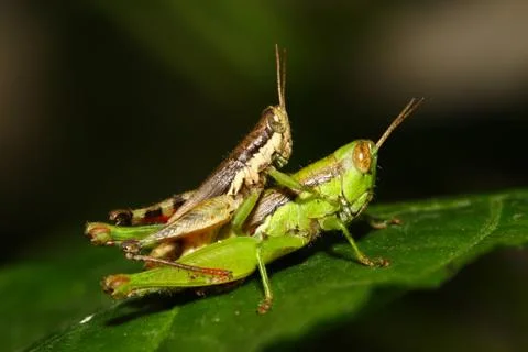 Grasshoppers breed. Stock Photos