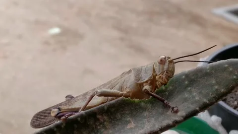A Grasshoppers eat cactus. Stock Footage 148245231