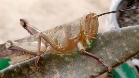 A Grasshoppers eat cactus. Stock Footage 148394527