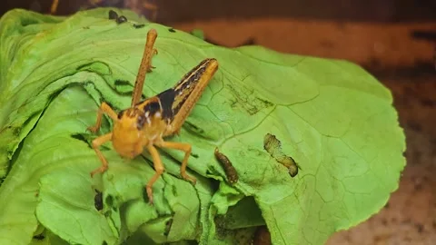 Grasshoppers eating Stock Footage 244988770