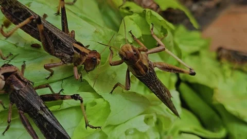 Grasshoppers eating Stock Footage 269548427
