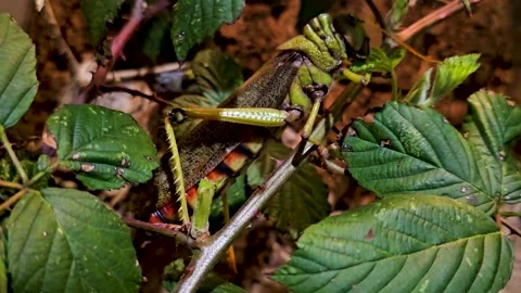 A Grasshoppers eating Stock Footage 269679478