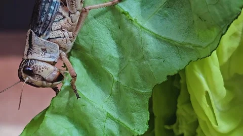 Grasshoppers eating Stock Footage 275558120