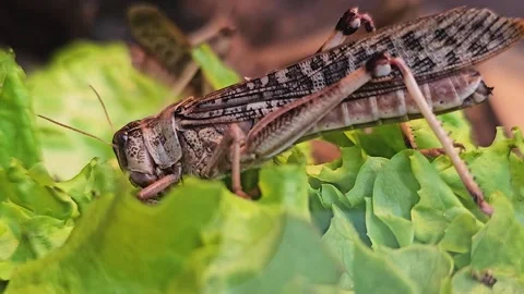 Grasshoppers eating Stock Footage 277424251