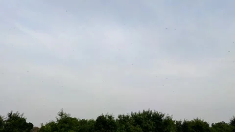 Grasshoppers Flying Stock Footage 251163058