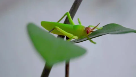 Grasshoppers Stock Footage 144987250