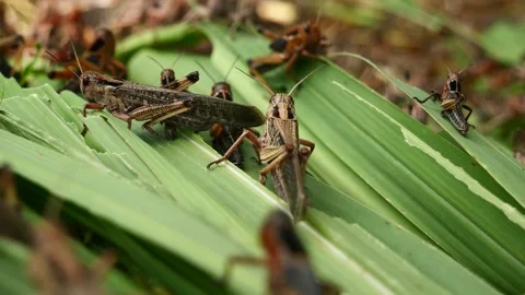 Grasshoppers Video stock 252932988