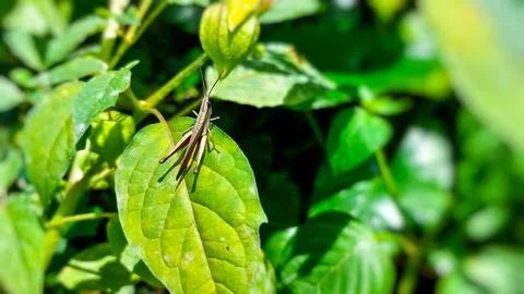 Grasshoppers in a garden setting. Stock Photos