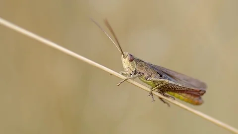 Grasshoppers in the grass Stock Footage 80126624