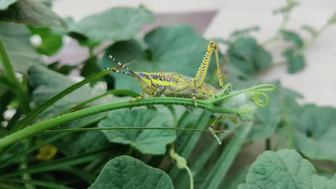 Grasshoppers on a green leaf Stock Footage 256977217
