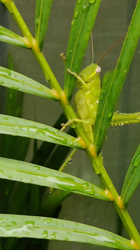 Grasshoppers hold tightly Stock Footage 288982770