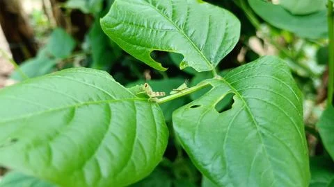 Grasshoppers on leaf Stock Photos