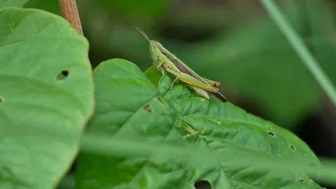 Grasshoppers leap from leaf Stock Footage 94270270