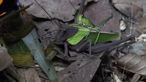 Grasshoppers mate and feed onleaf on lowland amazon rainforest floor portrait Stock Footage 99524568