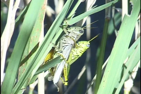 Grasshoppers Mating Stock Footage 297641