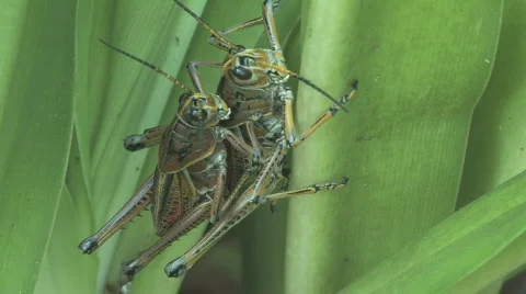 Grasshoppers Mating Stock Footage 482894