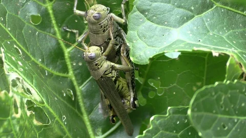 Grasshoppers mating Stock Footage 115957250