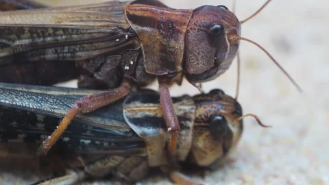 Grasshoppers mating  Stock Footage 244347584