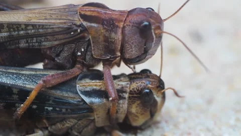  grasshoppers mating  Stock Footage 244600586
