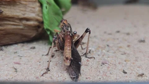 Grasshoppers mating  Stock Footage 245027099