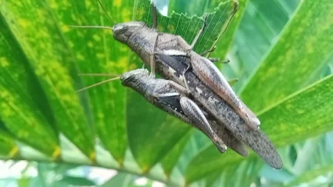 Grasshoppers mating Stock Footage 302774245