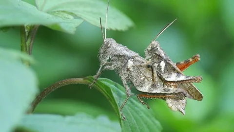 Grasshoppers mating on the leaf Stock Footage 76203900