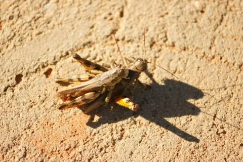 Grasshoppers mating Foto stock