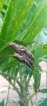 Grasshoppers mating Stock Photos