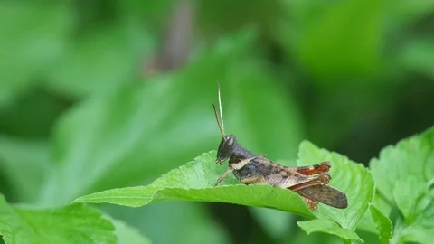 Grasshoppers moving on the leaf Stock Footage 76203923