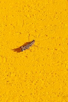 Grasshoppers perched on the yellow wall Stock Photos