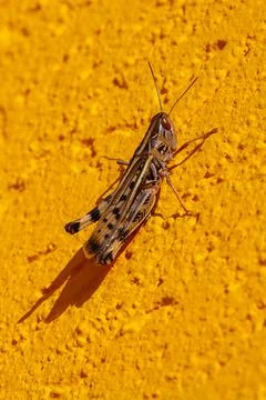 Grasshoppers perched on the yellow wall Stock Photos