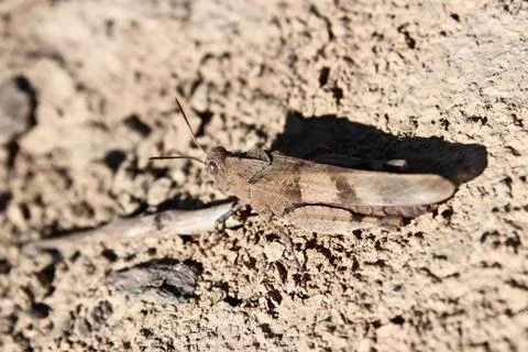 Grasshoppers Stock Photos