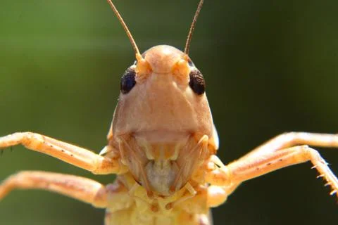 Grasshoppers 스톡 사진