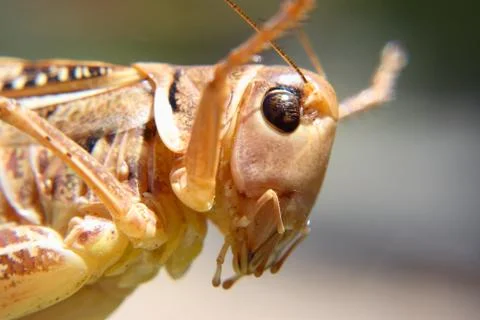 Grasshoppers 스톡 사진
