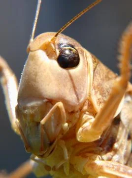 Grasshoppers 스톡 사진