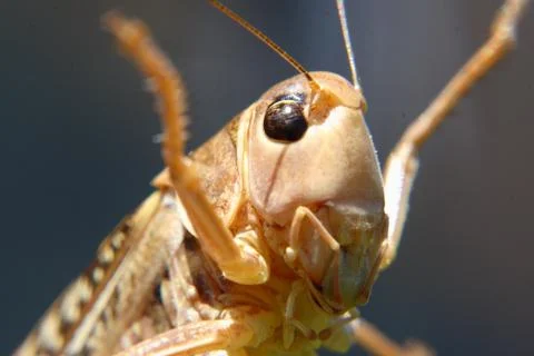 Grasshoppers 스톡 사진