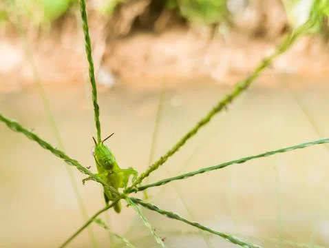 Grasshoppers Stock Photos