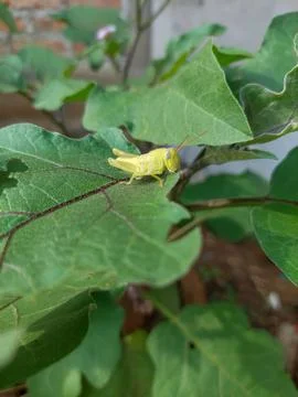 Grasshoppers Stock Photos
