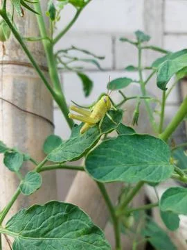 Grasshoppers Stock Photos