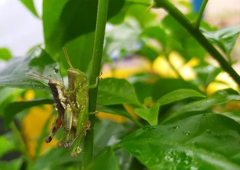 Grasshoppers Stock Photos