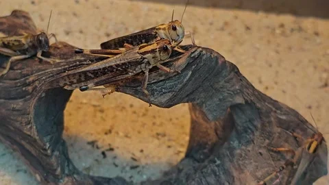 Grasshoppers resting Stock Footage 269825214